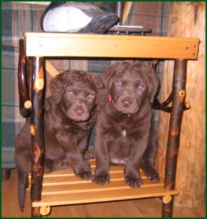 photo of pups under table