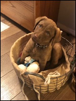 photo of Chesapeake pup in basket