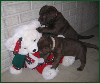photo of pups playing with stuffed toy