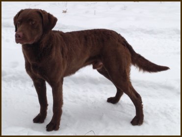 profile photo of Scout in the snow